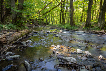 Wall Mural - Spring scenery of creek with stones and old stems