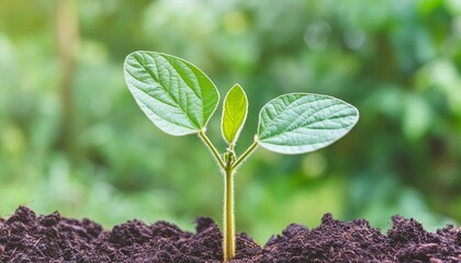 soybean growth in farm with green leaf background. agriculture plant seeding growing step