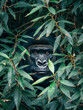 A Gorilla appears among the foliage