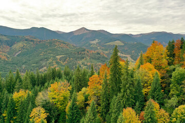 Wall Mural - Aerial view of beautiful mountain forest on autumn day