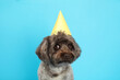 Cute Maltipoo dog with party hat on light blue background. Lovely pet