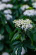 white Cornus walteri plant with green leaves in the forest