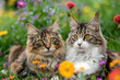 Gatos, entre las flores .
