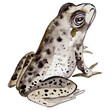 Hand drawn, watercolour frog 4. Isolated object-137.