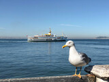 Fototapeta Tulipany - seagull on the pier over public ferry on sea in Istanbul, Turkey