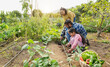 Indian family picking up organic vegetables from house garden outdoor - Vegetarian, healthy food and educaation concept - Main focus on  mother and father face