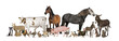 © Eric Isselée - Large group of many farm animals standing together