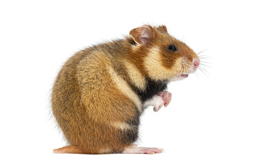 Wall Mural - side view of a european hamster on its hind legs, cricetus cricetus, isolated on white