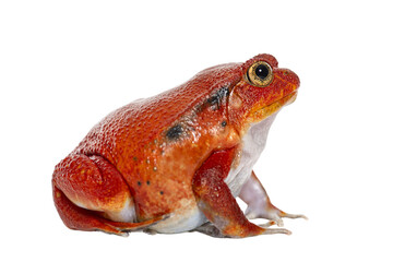Wall Mural - side view portrait of a madagascar tomato frog, dyscophus antongilii, isolated on white