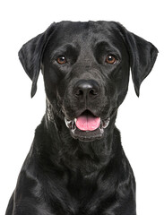 Wall Mural - close-up of a happy panting black labrador dog looking at the camera, isolated on white, remastered