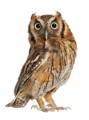Wall Mural - tropical screech owl, megascops choliba, looking at the camera, isolated on white