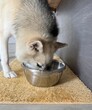 Nice taste. Close up of beautiful dog eating from the bowl. Siberian husky
