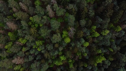 Sticker - the top view of a tall forest with trees in it