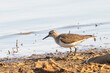 Common Sandpiper (Actitis hypoleucos) wading on the muddy shore of a dam at sunset, Limpopo, South Africa