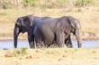 Two African Elephants (loxodonta africana) standing back to back at a waterhole, Kruger National Park, South Africa