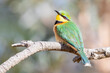 Little Bee-eater (Merops pusillus) perched on branch looking back at camera, Limpopo, South Africa