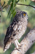 Juvenile Spotted Eagle-Owl (Bubo africanus), African Spotted Eagle-Owl perched in Eucalyptus tree at sunset, Western Cape, South Africa