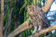 Spotted Eagle-Owl (Bubo africanus), African Spotted Eagle-Owl