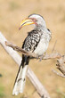 Male Yellow-billed Hornbill (Tockus leucomelas) Limpopo, South Africa perched on old tree