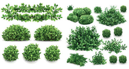 New green seasonal bush, boxwood tree branches and leaves, bush foliage, tree crowns