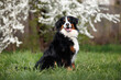happy bernese mountain dog sitting outdoors in spring in front of blooming cherry trees