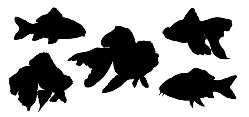 Silhouette drawing with aquarium fish. Illustration with Koi, Veiltail and Telescope goldfish.	