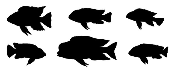 Wall Mural - Silhouette of cichlids from the Malawi lake. Drawing with aquarium fish.	