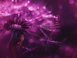 Close-up of a dandelion with water droplets on a purple bokeh background, capturing a dreamy, serene mood.