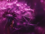 Fototapeta  - Close-up of a dandelion with water droplets on a purple bokeh background, capturing a dreamy, serene mood.