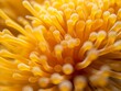 A macro shot capturing the intricate details of a yellow sea anemone's tentacles with a shallow depth of field.