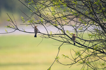 Wall Mural - Two hoopoes