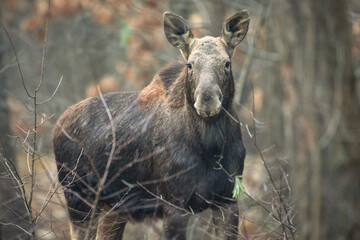 Wall Mural - Moose