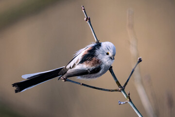 Wall Mural - Long-tailed tit