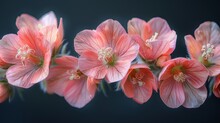 A Close Up Photograph Of A Stem Of Pink Hollyhock Flowers Against A Dark Background.