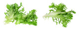 Fototapeta  - Fresh green leaves of endive frisee chicory salad isolated on white background with  full depth of field. Top view. Flat lay