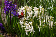 Beautiful butterfly on hyacinthus in spring garden on beautiful spring background. Hyacinthus orientalis is a small genus of bulbous