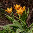 Flowers of Tulipa praestans Shogun in springtime.Orange tulips blooming in the spring garden. Bulbous plants in the garden