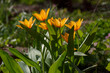 Flowers of Tulipa praestans Shogun in springtime.Orange tulips blooming in the spring garden. Bulbous plants in the garden