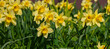  Bright yelloww narcissus flowers. Flower bed with drift yellow. Narcissus flower also known as daffodil, daffadowndilly, narcissus, and jonquil in springtime. Bulbous plants in the garden