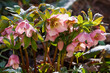 Beautiful Lenten rose, or christmas rose, or lentin rose, or hellebore (Helleborus x hybridus) in spring garden