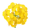 Rapeseed flowers isolated on white background, Top view. Flat lay
