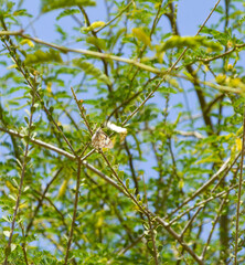 Poster - leaves on a tree, summer blue sky background