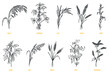 Hand draw agriculture plants millet, soybean, rice, wheat, corn, bean, oat, barley, pea, buckwheat in sketch monochrome style. Vector illustration.