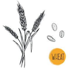 Wall Mural - Hand draw wheat with seeds in monochrome sketch style. Agriculture organic food plant. Engraving vintage vector illustration.