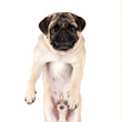 View of funny Pug dog isolated on white background.