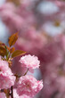 Sakura flowers. Beautiful natural backgrounds with blured backgrounds