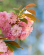 Sakura flowers. Beautiful natural backgrounds with blured backgrounds