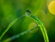 A large dewdrop balances on the arc of a vibrant green grass blade, with sunlight creating a bokeh effect.