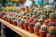 Shop selling small potted cactus plants 