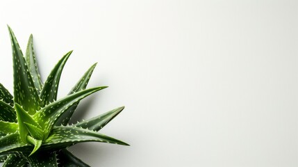 Aloe vera plant with plain background.